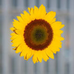 Portrait Symbolbild Sonnenblume