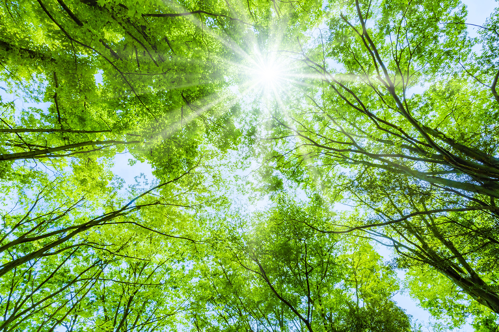 Grüne Bäume im Wald mit Sonnenlicht als Symbol für Umwelt- und Klimaschutz in Nordrhein-Westfalen